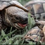 Η Πράσινη χελώνα «Λούση» απελευθερώθηκε στη θάλασσα του Μενεού